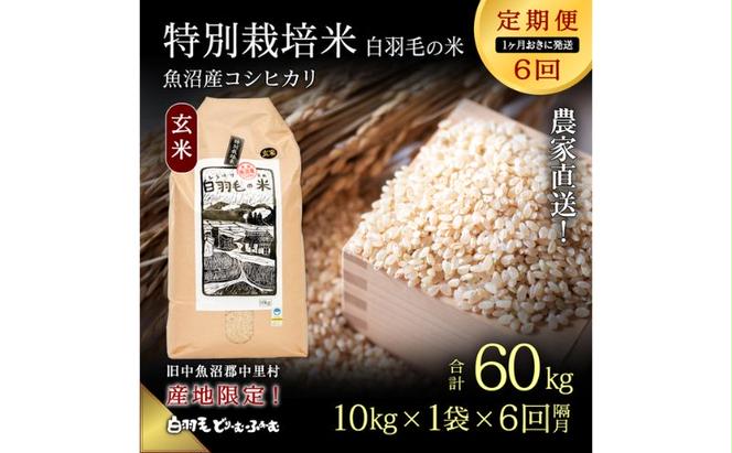 【通年受付】≪令和5年産≫【定期便／1ヶ月おき全6回】農家直送！魚沼産コシヒカリ特別栽培「白羽毛の米」玄米(10kg×1袋)×6回  60kg