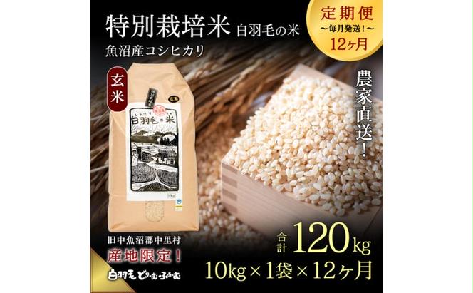 【通年受付】≪令和5年産≫【定期便／全12回】農家直送！魚沼産コシヒカリ特別栽培「白羽毛の米」玄米(10kg×1袋)×12回 120kg