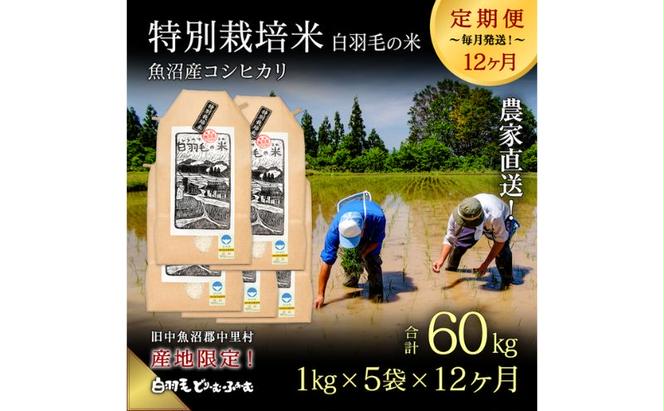 【通年受付】≪令和5年産≫【定期便／全12回】農家直送！魚沼産コシヒカリ特別栽培「白羽毛の米」精米(1kg×5袋)×12回  60kg