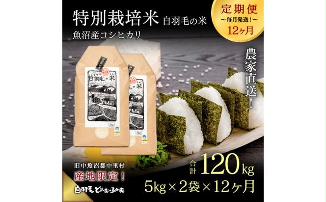 【通年受付】≪令和6年産　≫【定期便／全12回】農家直送！魚沼産コシヒカリ特別栽培「白羽毛の米」精米(5kg×2袋)×12回 120kg