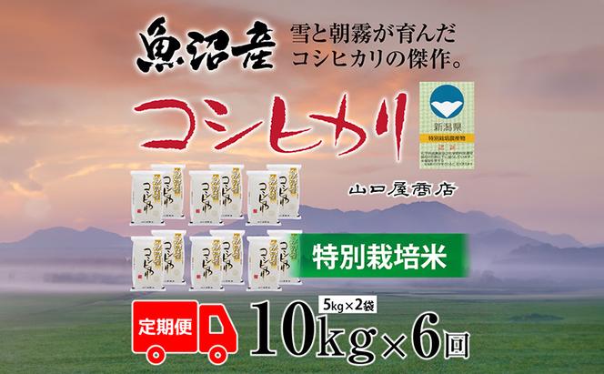 定期便 全6回 特別栽培米 魚沼産コシヒカリ 5kg×2袋