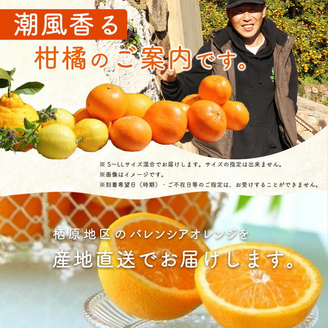 ZS6150_主井農園 高級 国産 バレンシアオレンジ 2kg サイズ混合