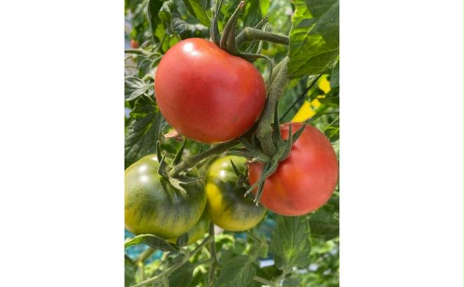 湘南・茅ヶ崎の太陽と潮風で育ったトマトの味わいが楽しめる　野崎農園　プレミアムトマトジュース 180ml×6本