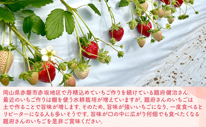 いちご 2025年 先行予約 題府さんが育てた もぎたていちご 1パック 12～15粒入り 岡山県 赤磐市 赤坂産 イチゴ 苺 果物 フルーツ