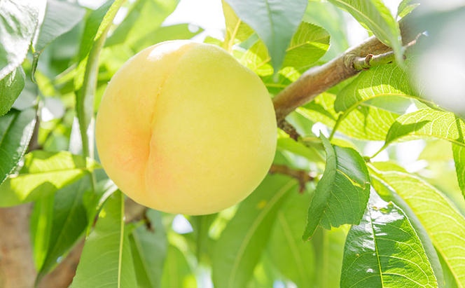 桃 2024年 先行予約 ご家庭用 おかやま の 桃 大玉 3玉（合計約900g） もも モモ 岡山県産 国産 フルーツ 果物
