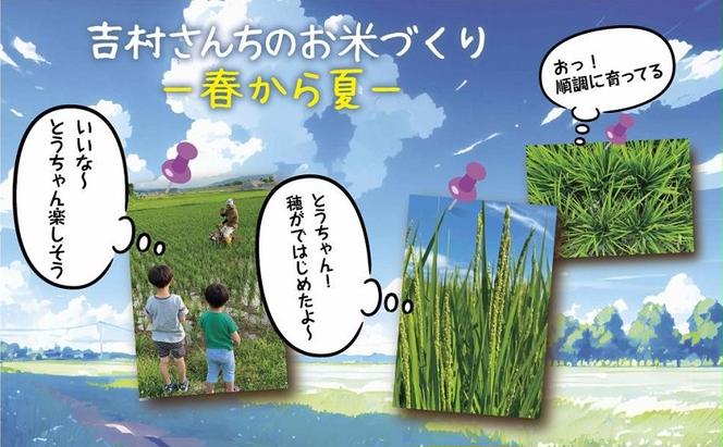 ｜従来品種｜ 魚沼産 コシヒカリ 2kg ×2袋 計4kg 米 こしひかり お米 コメ 新潟 魚沼 魚沼産 白米 送料無料 新潟県産 精米 産直 農家直送 お取り寄せ 吉村さんちのお米 新潟県 十日町市