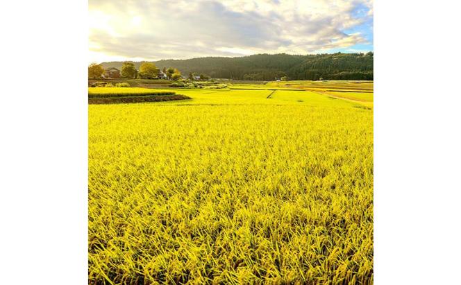 令和6年産！県認証特別栽培魚沼産コシヒカリ【農家直送！】 6kg(2kg×3袋)