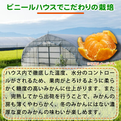 G6029_【先行予約】紀州和歌山 ハウスみかん 2.5kg 赤秀品