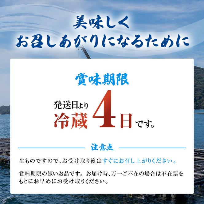 牡蠣 生食用 お試し 坂越かき 殻付き 10～12個 成林水産 [ 生牡蠣 真牡蠣 かき カキ 一人暮し 冬牡蠣 ]