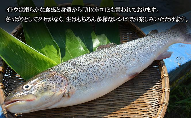 鰺ヶ沢産「幻の魚イトウ」フィレ1枚 約500g