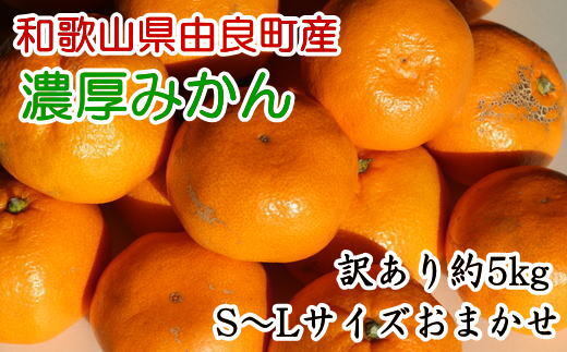 【訳あり・ご家庭用】和歌山由良町産のみかん約5kg ※着日指定不可 ※2024年11月下旬～12月下旬頃に順次発送予定