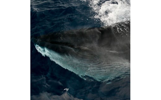 ホエールウォッチング  船一隻チャーター便相当 40000円分クーポン1～5名乗船可能 チャーター便 貸し切り レジャー 体験型 アクティビティ 旅行 観光 遊ぶ クジラ くじら 鯨 イルカ 土佐湾 海 自然 親子 家族 友達