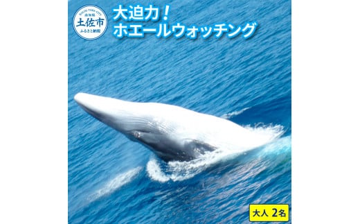 ホエールウォッチング 大人２名分相当 14000円分クーポン レジャー 体験型 アクティビティ ウォッチング 観察 旅行 観光 遊ぶ クジラ くじら 鯨 イルカ 船 ボート 土佐湾 海 動物 自然 夫婦 カップル 家族 友達