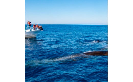ホエールウォッチング 大人１名分相当 7000円分クーポン レジャー 体験型 アクティビティ ウォッチング 観察 旅行 観光 遊ぶ クジラ くじら 鯨 イルカ 船 ボート 土佐湾 海 動物 自然