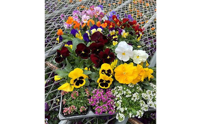 秋 の 花苗 おすすめ セット 20～24ポット(10～1月発送)  ガーデニング 園芸 お花 花 フラワー