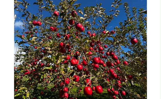 【数量限定】奥久慈りんごコンフィチュールセット 果物 アップル リンゴ 加工品 希少品種 非売品