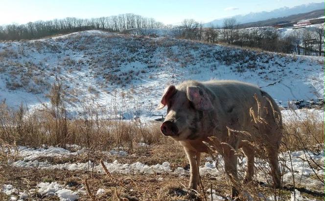 十勝の森放牧豚　どろぶたのハンバーグ2種セット