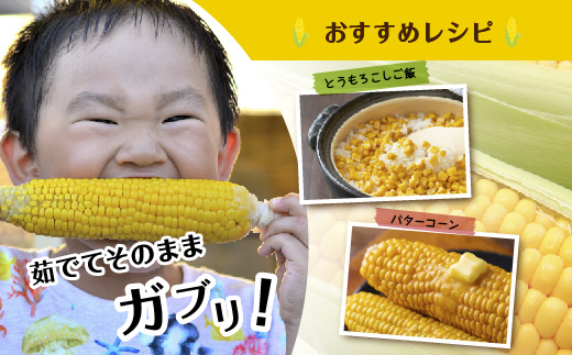 ｜先行予約受付｜令和7年産 朝採れ とうもろこし ゴールドラッシュ ピュアホワイト Lサイズ 各8本 計16本 食べ比べ 産地直送 農園 野菜 わくわくファーム 送料無料 グルメ 