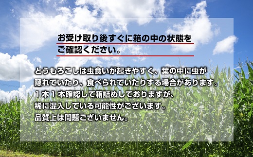 ｜先行予約受付｜ 令和7年産 朝採れ とうもろこし ゴールドラッシュ ピュアホワイト Lサイズ 各4本 計8本 食べ比べ 産地直送 新鮮 コーン 農園 野菜 農作物 わくわくファーム 送料無料