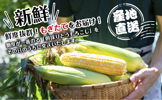 ｜先行予約受付｜令和7年産 朝採れ とうもろこし ゴールドラッシュ Lサイズ 16本 甘い 国産 トウモロコシ 産地直送 新鮮 フレッシュ コーン 農園 野菜 農作物 わくわくファーム 送料無料