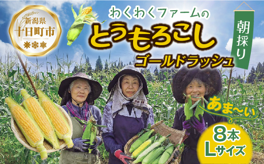 ｜先行予約受付｜ 令和7年産 朝採れ とうもろこし ゴールドラッシュ Lサイズ 8本 甘い 国産 トウモロコシ 産地直送 新鮮 フレッシュ コーン 農園 野菜 農作物 わくわくファーム 送料無料 グルメ 