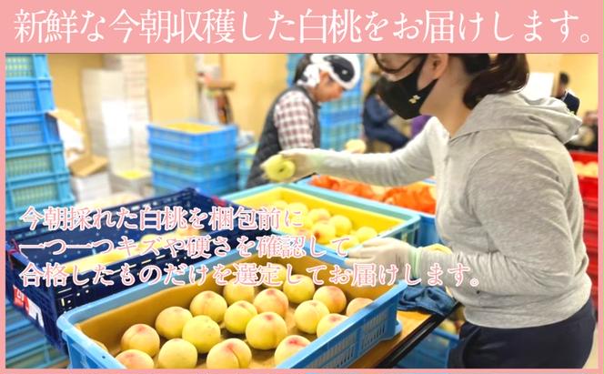 もも 2025年 先行予約 岡山匠の白桃 約1.3kg 4～6玉 犬塚農園 岡山県産 清水白桃 桃 モモ 家庭用 初夏 みずみずしい 