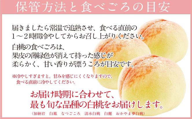 もも 2025年 先行予約 岡山匠の白桃 約1.3kg 4～6玉 犬塚農園 岡山県産 清水白桃 桃 モモ 家庭用 初夏 みずみずしい 