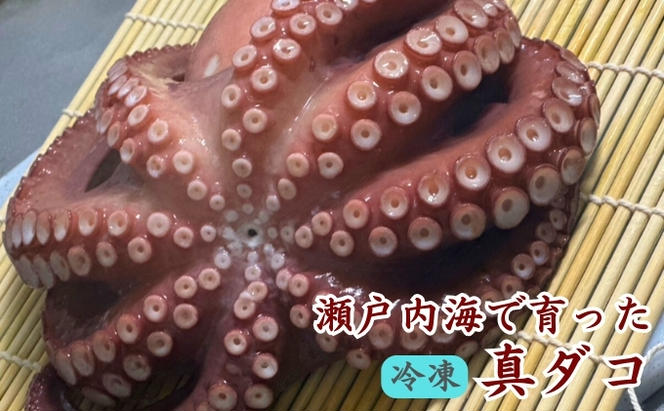 瀬戸内からおくる 冷凍マダコ 約1kg