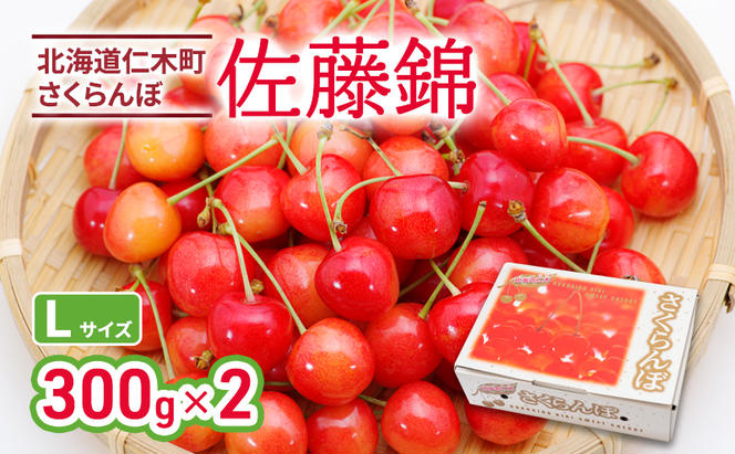 北海道 仁木町産 さくらんぼ 佐藤錦 300g×2P Lサイズ  サクランボ 果物 フルーツ チェリー 