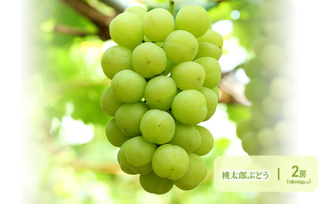 フルーツ 晴れの国 岡山 の フルーツ 定期便 6回コース 岡山県産 桃 もも 葡萄 ぶどう 梨 なし 2024年 先行予約