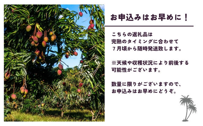 沖縄県 うるま市産 完熟 マンゴー 秀品 1kg