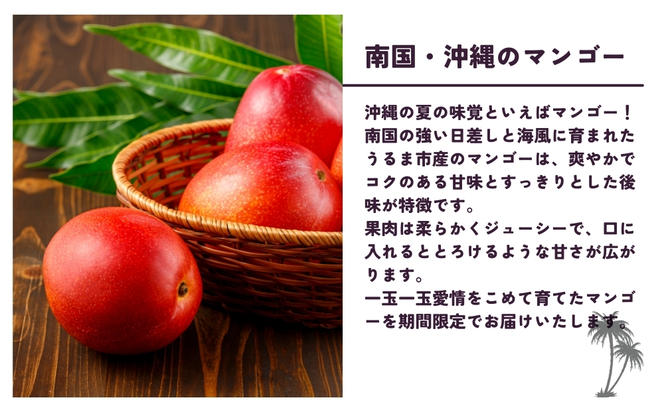 沖縄県 うるま市産 完熟 マンゴー 訳あり品 1.5kg