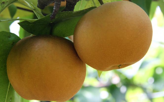 フルーツ 晴れの国 岡山 の フルーツ 定期便 6回コース 岡山県産 桃 もも 葡萄 ぶどう 梨 なし 2024年 先行予約