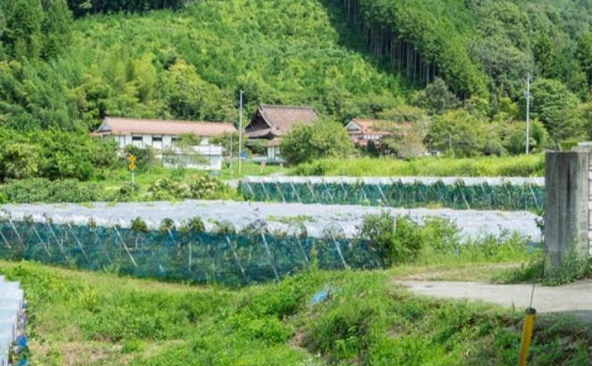 ぶどう 藤稔 2房 合計1.0kg以上 産地直送 朝採れ ぶどう 葡萄 岡山 Kawahara Green Farm2025年