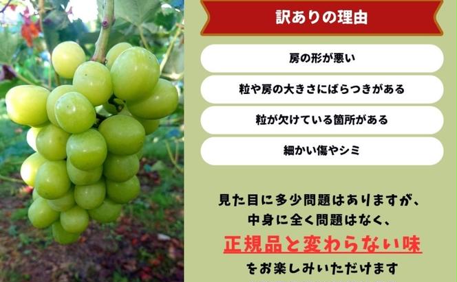 訳あり シャインマスカット 2房 合計1.1kg以上 産地直送 朝採れ ぶどう 葡萄 シャイン マスカット 岡山 Kawahara Green Farm