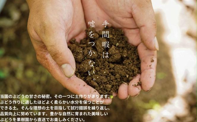 ぶどう 藤稔 2房 合計1.0kg以上 産地直送 朝採れ ぶどう 葡萄 岡山 Kawahara Green Farm2025年