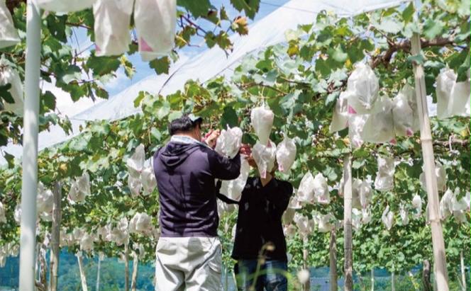 ぶどう 藤稔 2房 合計1.0kg以上 産地直送 朝採れ ぶどう 葡萄 岡山 Kawahara Green Farm2025年