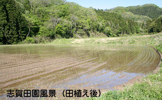 宮城県岩沼市産　志賀沢米　ササシグレ　精米5kg