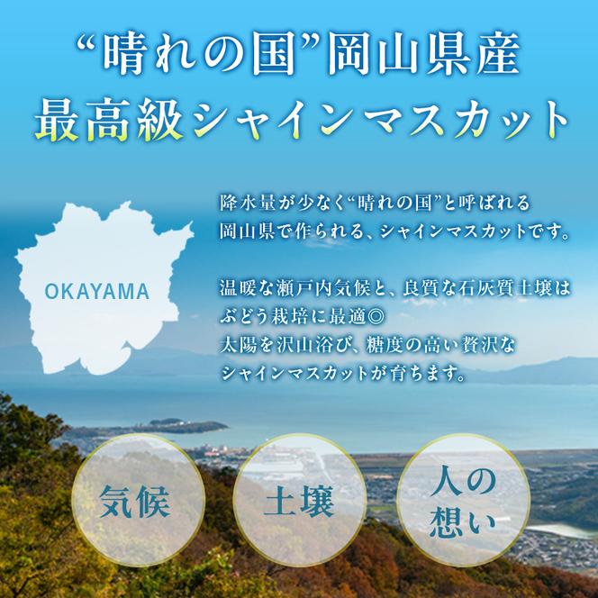 ぶどう 定期便 2025年 先行予約 シャイン マスカット 晴王 各月2房（1房600g以上） 3回コース マスカット ブドウ 葡萄  岡山県産 国産 フルーツ 果物 ギフト