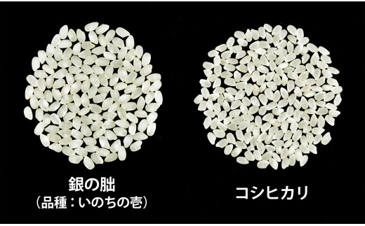 ＜テレビで紹介されました！＞皇室献上米『銀の朏』5kg 中津川市加子母産 栽培期間中化学肥料不使用