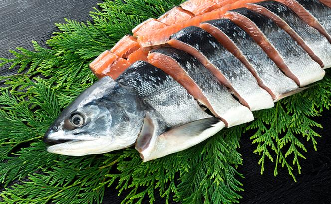 北海道産 低温熟成新巻鮭切り身 約1.2kg 10切入(2切×5パック)
