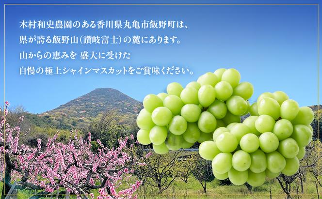 朝採りシャインマスカット　名峰讃岐富士育ち 煌めきの果実