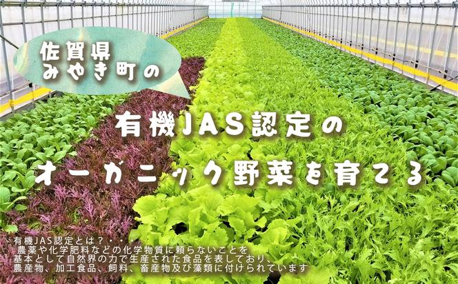 CQ020_【定期便】オーガニック葉物野菜セット【植物性で育てた完全無農薬の葉野菜ブランド有機JAS】 6回定期便