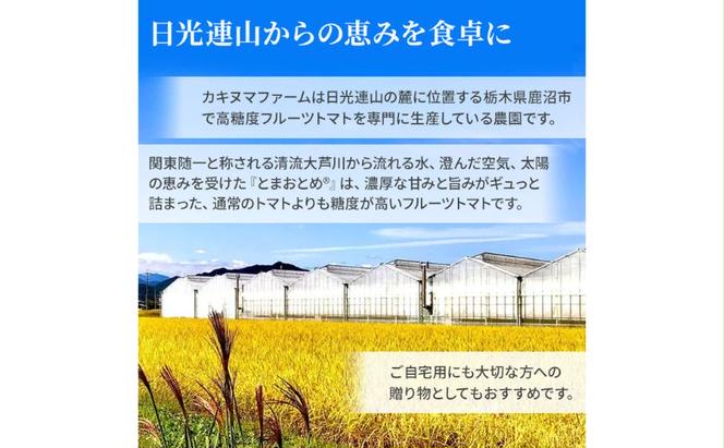 栃木県 鹿沼産 高糖度 フルーツトマト ”とまおとめ” 食べ比べ 1kg お届け：12月下旬～6月上旬 トマト カキヌマファーム アイコ フルティカ アルル イエローアイコ 濃厚 入手困難 贈り物 栃木県 鹿沼市