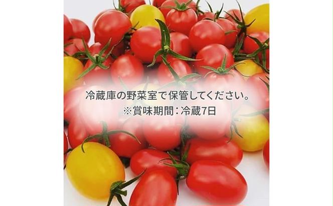 栃木県 鹿沼産 高糖度 フルーツトマト ”とまおとめ” 食べ比べ 1kg お届け：12月下旬～6月上旬 トマト カキヌマファーム アイコ フルティカ アルル イエローアイコ 濃厚 入手困難 贈り物 栃木県 鹿沼市