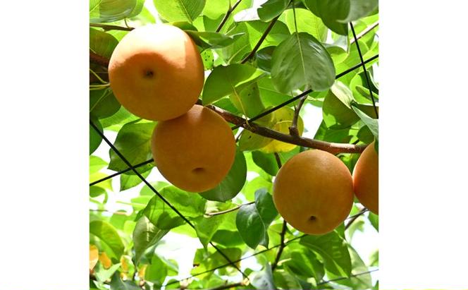 【先行予約】梨(にっこり) 4玉～7玉入り×1箱 (4.5kg以上) ※2026年10月上旬～11月下旬頃に順次発送予定