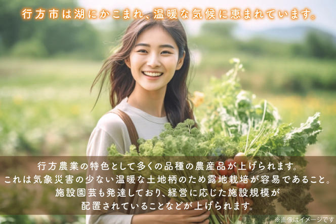 CU-137　【6ヶ月定期便】野菜王国なめがたの旬野菜の定期便（米入り）