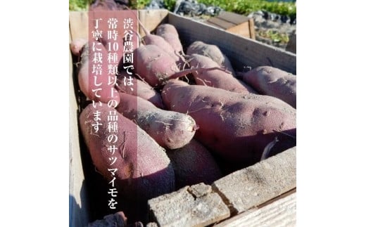 AK007【先行予約】【11月発送】鮮やかな黄色のさつまいも ひめあやか5kg（茨城県共通返礼品・行方市産）