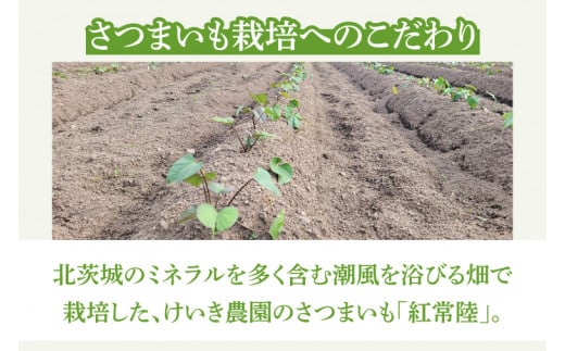 【先行予約】【10月末以降発送】北茨城産さつまいも「紅常陸」約5kg【サツマイモ　さつま芋　おいしい　ねっとり　紅常陸　べにひたち　焼き芋　天ぷら】(BV002)