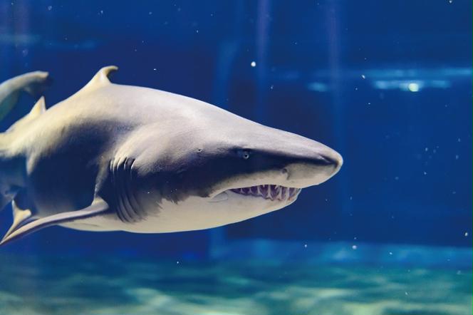 ぬいぐるみ シロワニ アクアワールド 大洗 オリジナル サメ グッズ 茨城 水族館 さめ 鮫 限定